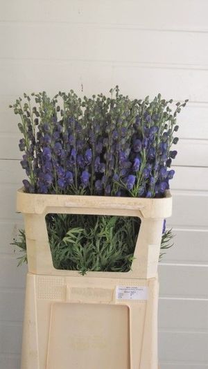 ACONITE PYRAMIDALE 60